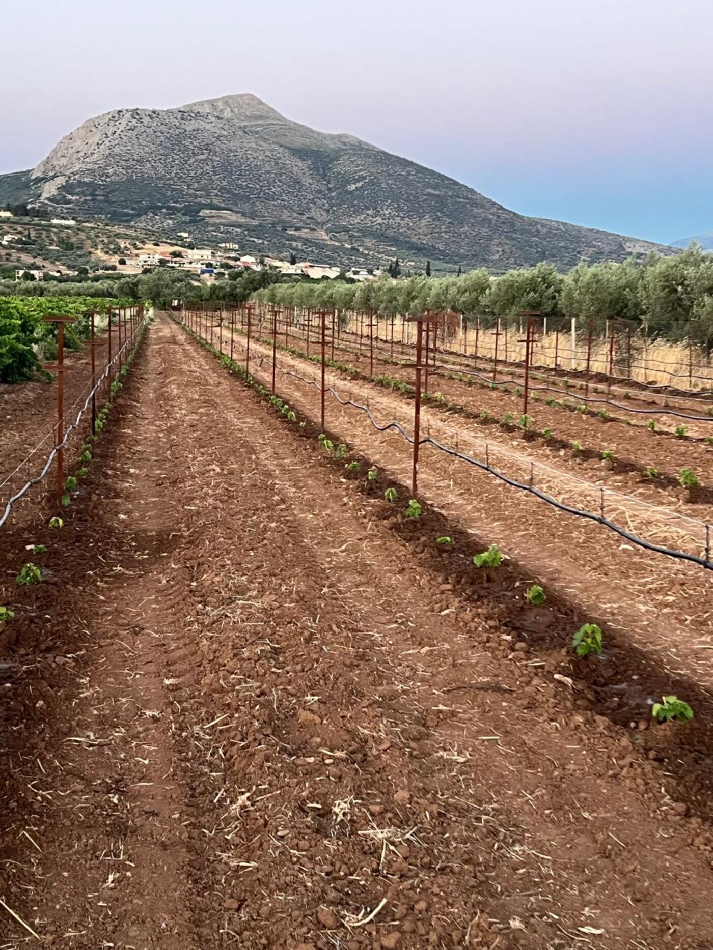 Os Vinhedos