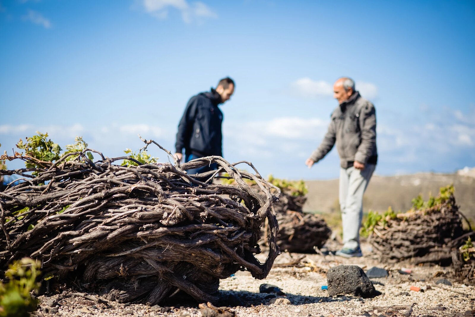 Os kouloura de Santorini: vinhas trançadas como cestos
