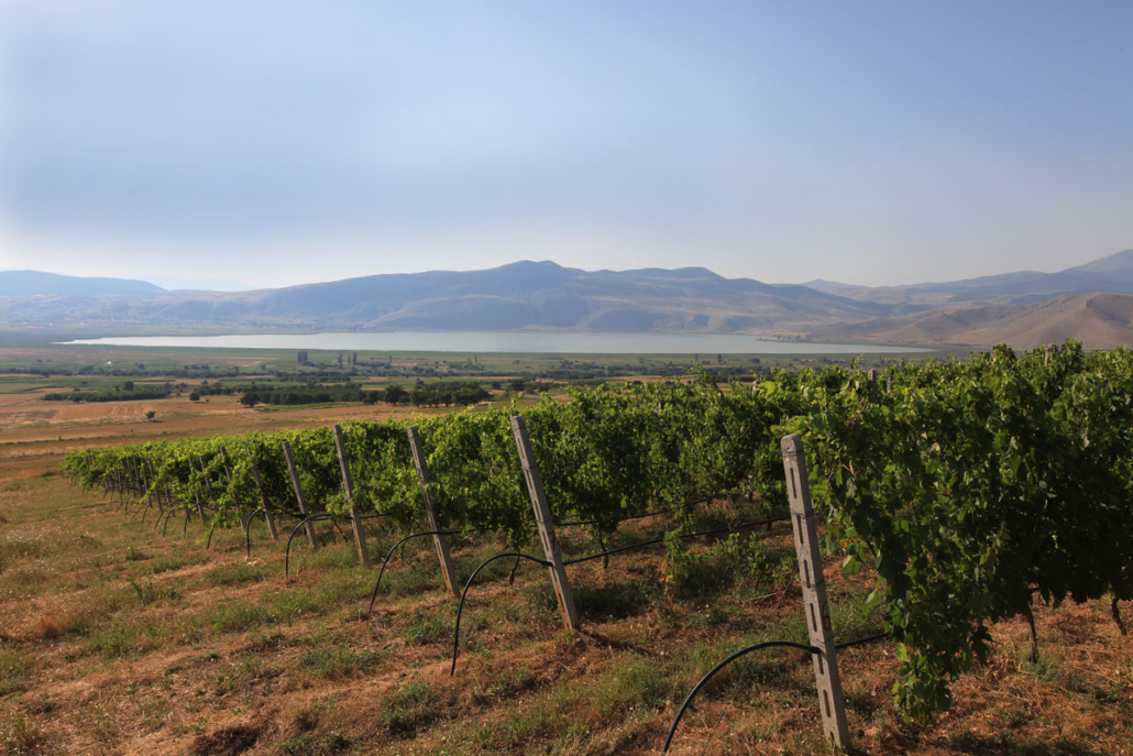 Vinhedos de altitude em Florina, Alpha Estate